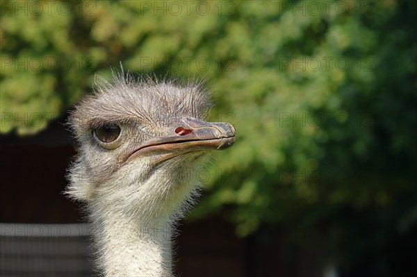 Common ostrich