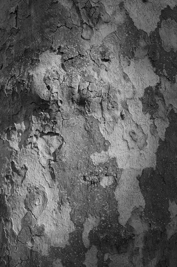 Tree bark as background