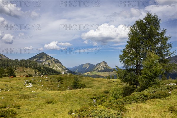 Alpine meadow on the Trattbergalm with Gennerhorn