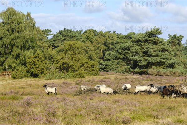 Heidschnucken in the blooming Westrup Heath