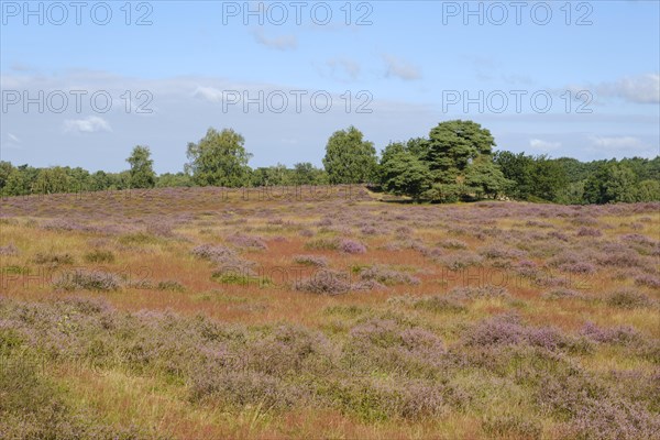 Blooming heathland