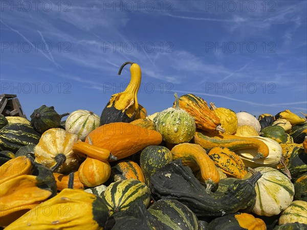 Many pumpkin varieties