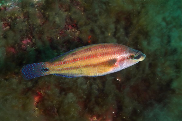 Axillary wrasse