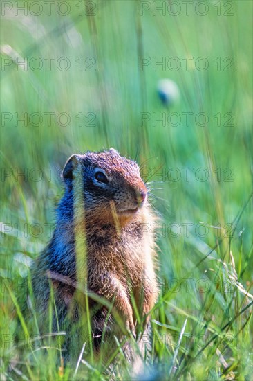 Columbian ground squirrel