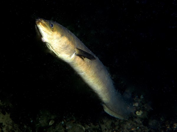 European eel