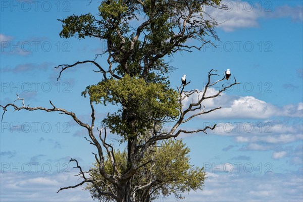 African Fish Eagle