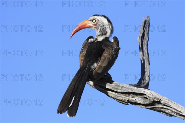 Savannah Hornbill also Red-billed Hornbill