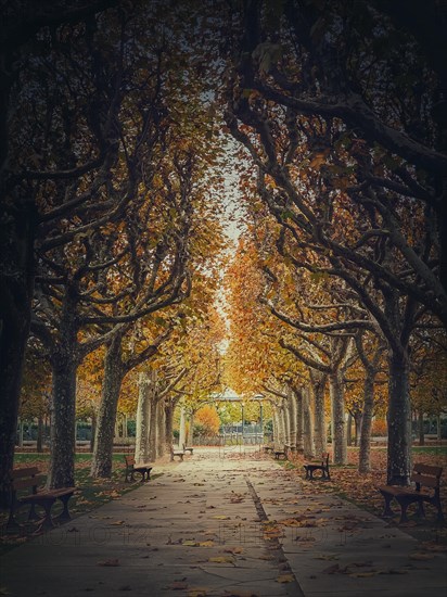 Beautiful morning in the autumn park with golden alley of sycamore trees. Fall season scene