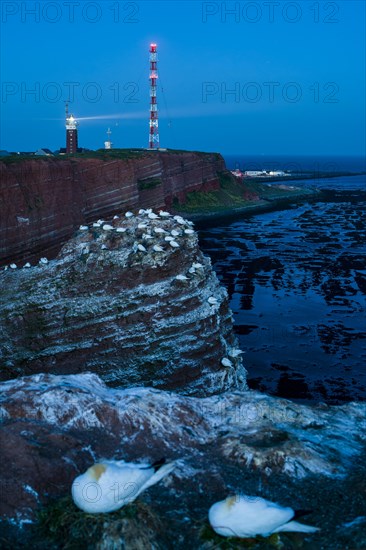Northern gannet