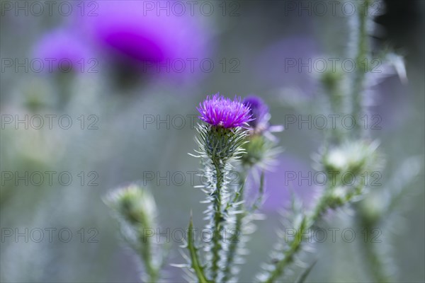 Flowering thistle