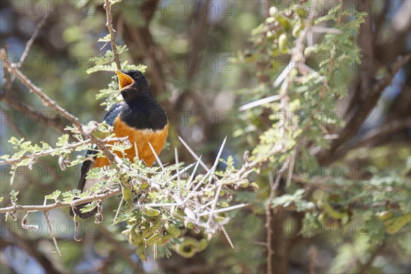 Superb starling