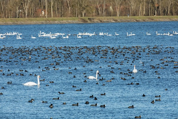 White-tailed Rail many birds with Mute Swans swimming in water different sightings