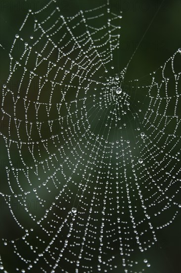 Spider's web with morning dew