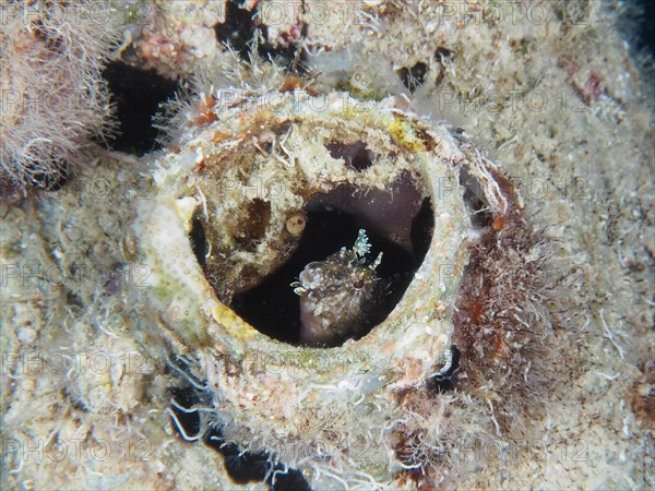 A sabre-toothed blenny