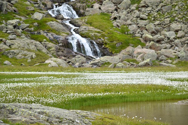 Waterfall and lake with lots of cottongrass