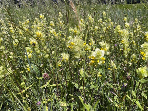 Common golden nettle