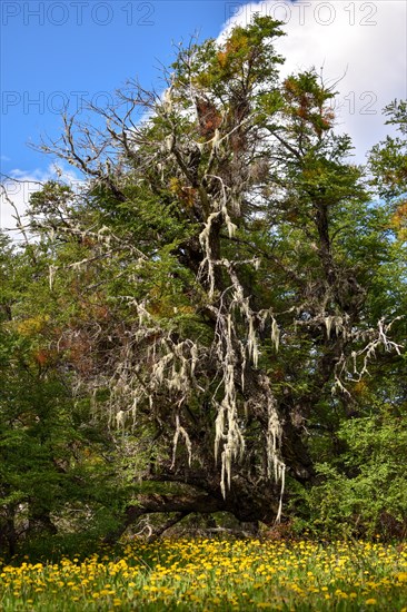 Fairytale forest with lots of dandelions in spring in the extreme south of South America