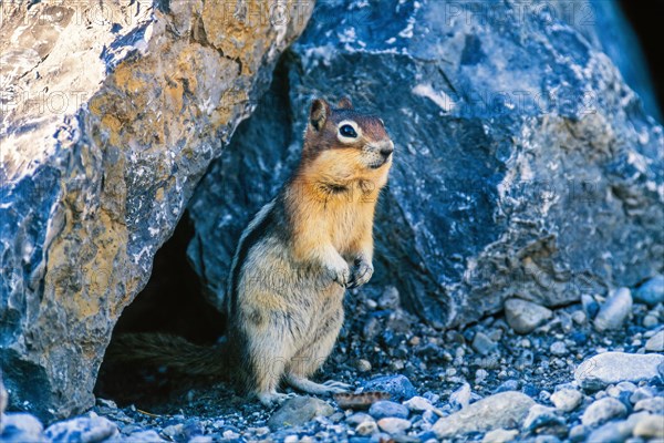 Golden mantled ground squirrel