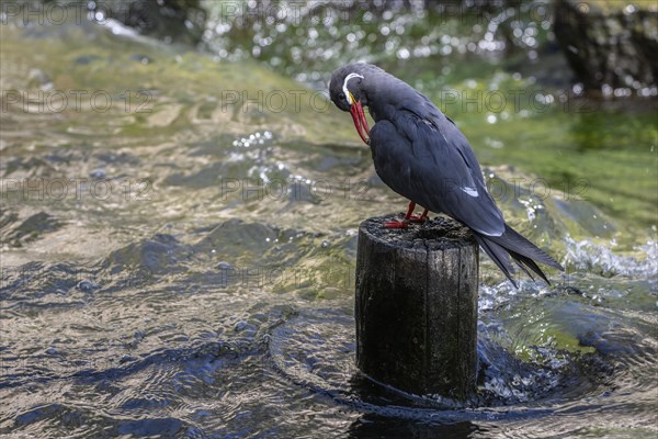 Inca tern