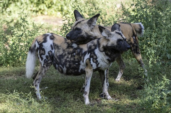 African wild dogs