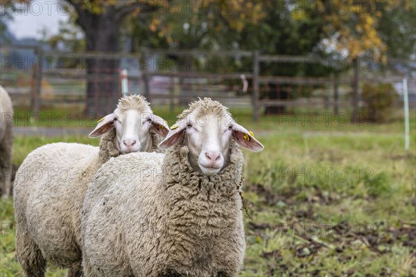 Sheep of the Merinoland sheep breed grazing under a colourful pear tree