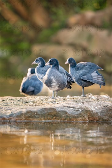 Egyptian goose on stone in water