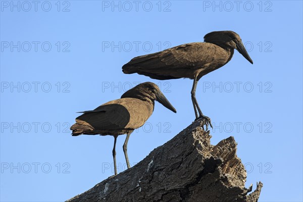 Hamerkop