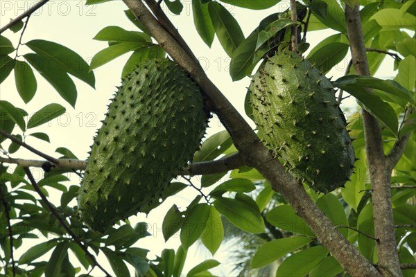 Soursop on tree