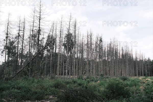 Forest dieback