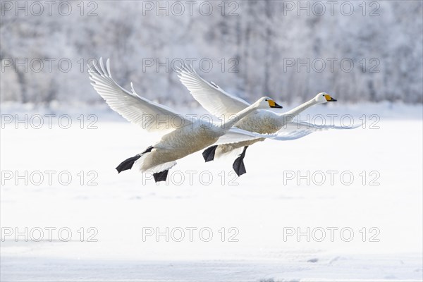 Whooper Swans