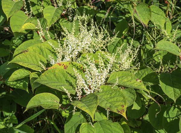 Flowering Japanese Knotweed