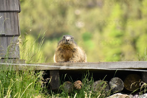 Marmot