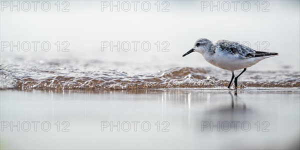 Sanderling