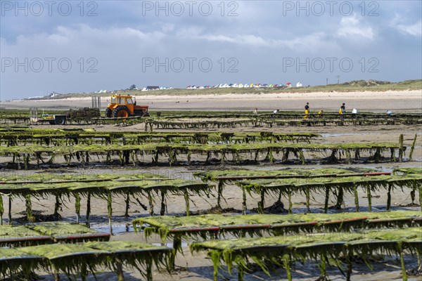 Oyster farm on the beach of Gouville-sur-Mer