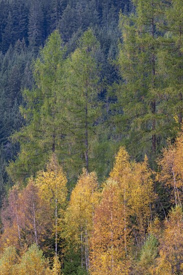 Colourful autumn forest with spruces