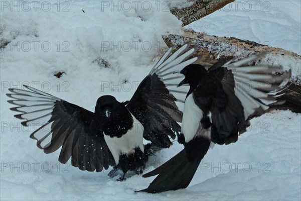 Magpie two birds with open wings flying in front of tree trunk with snow fighting seeing different