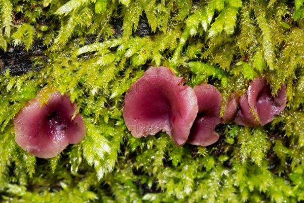 Flesh-red jelly cup five flesh-red circular fruiting bodies side by side in green moss