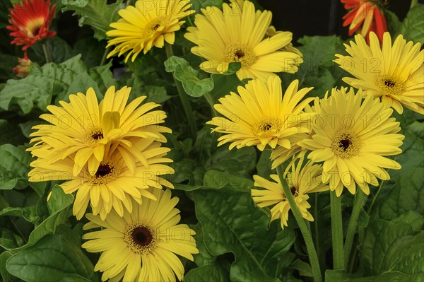 Gerbera