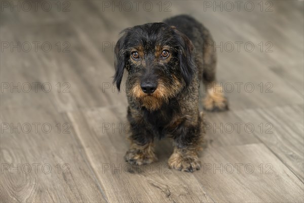 Rough-haired dachshund