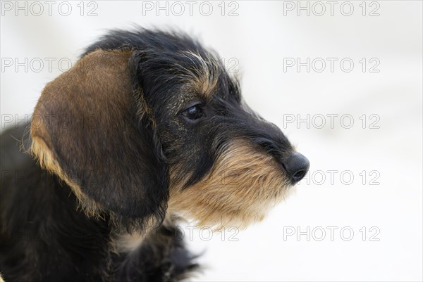 Rough-haired dachshund