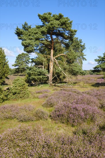 Blooming heathland