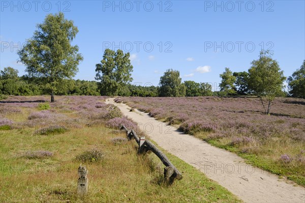 Path through the flowering heathland