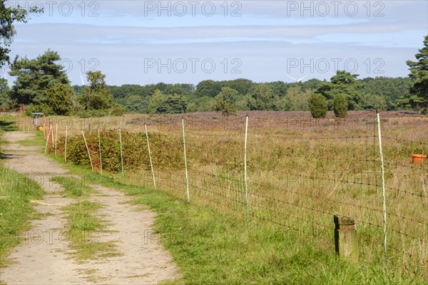 Fence for sheep grazing