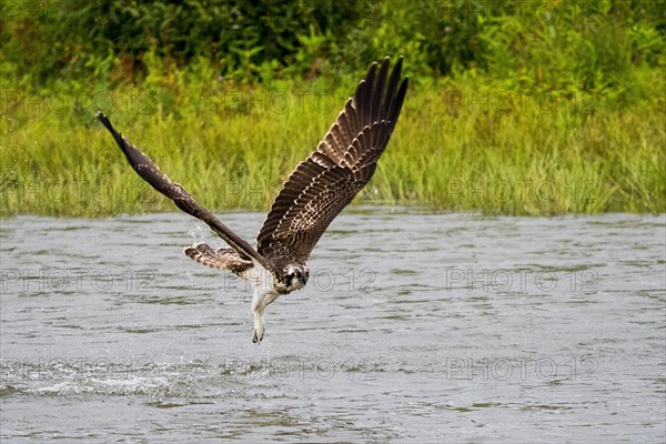 Western osprey