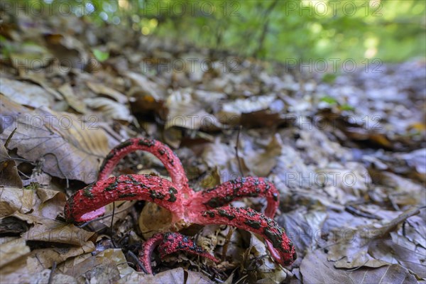 Octopus stinkhorn