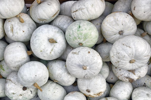 Many white Japanese Hokkaido Kabocha squashes