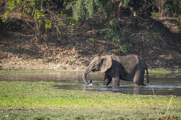 Young elephant wading through water. Splashing water with its trunk. Side view portrait of full length body. Lower Zambezi National Park