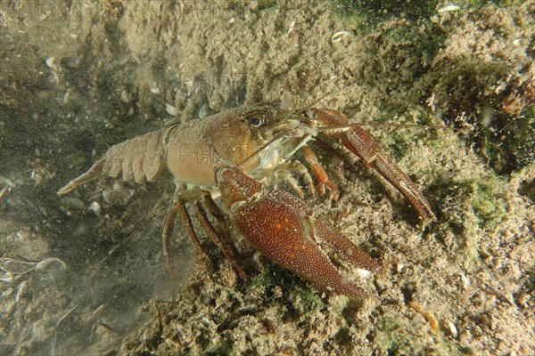 European crayfish