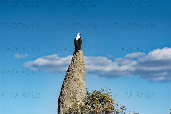 African Fish Eagle