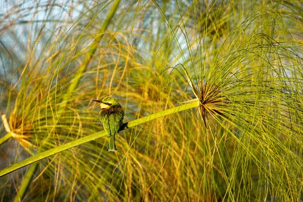 Bee-eater